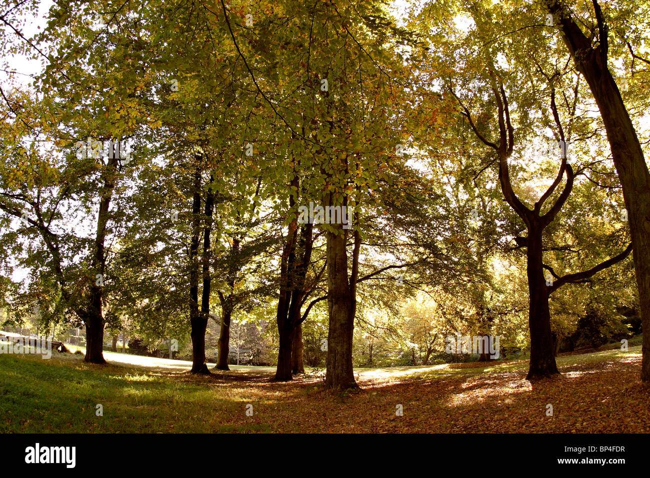 Regno Unito, Inghilterra, Cheshire, Stockport, Bramhall Park, alberi d'autunno Foto Stock