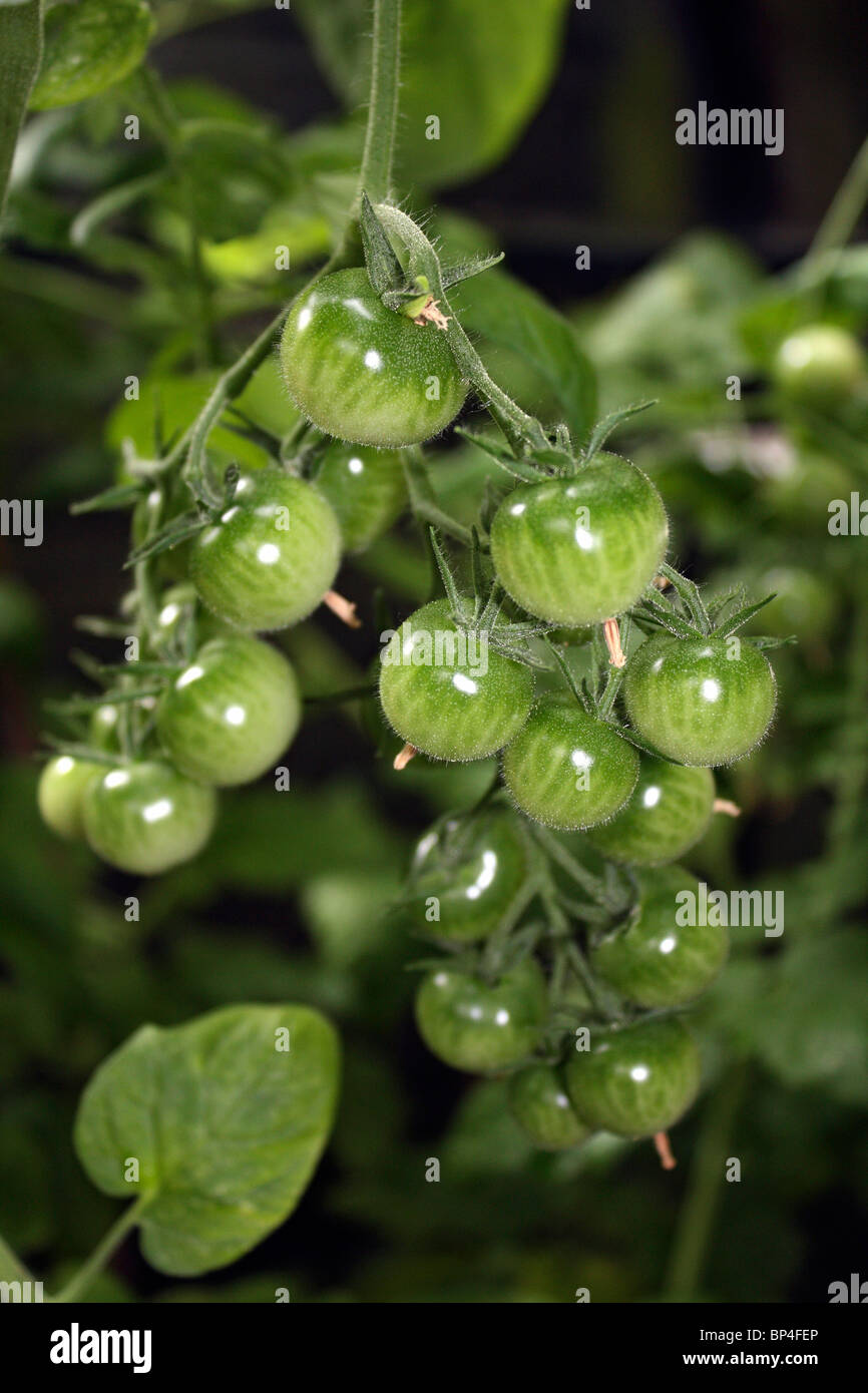 Travatura del giardiniere delizia di pomodori ciliegia sulla coltivazione della vite in una serra, Epsom Surrey England Regno Unito. Foto Stock