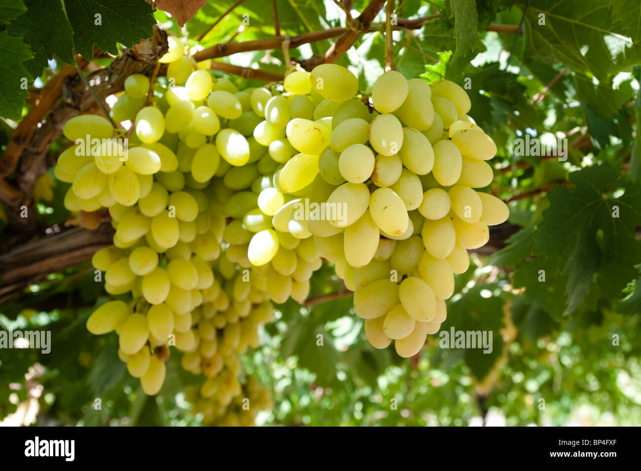Cluster di bianco di uve da tavola appendere dal vitigno su un traliccio a Hebron, Palestina. Foto Stock