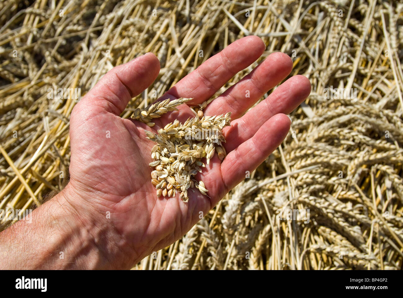 Agricoltore controllo di umidità di grano prima del raccolto - Indre-et-Loire, Francia. Foto Stock