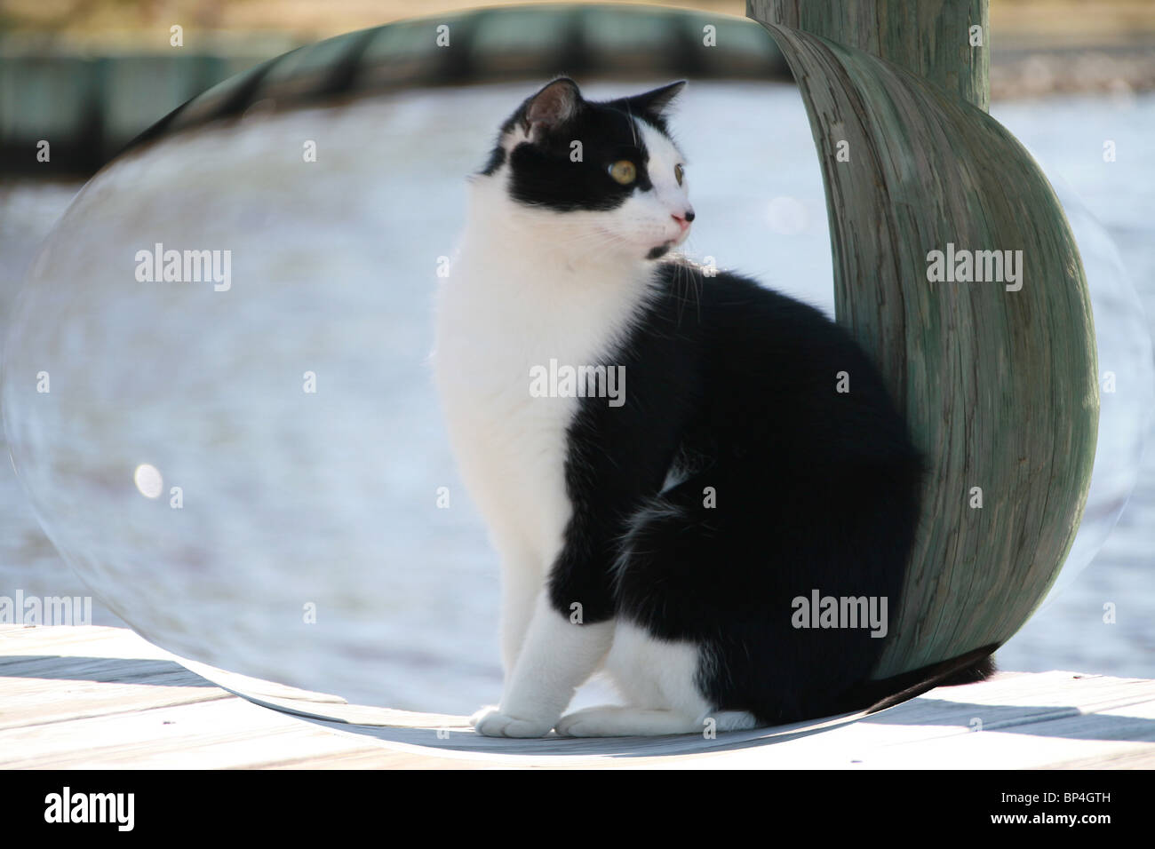 Bianco e nero cat seduta nella luce del sole sul dock con acqua in background inghiottito dalla cosiddetta bolla a guardare il mondo Foto Stock