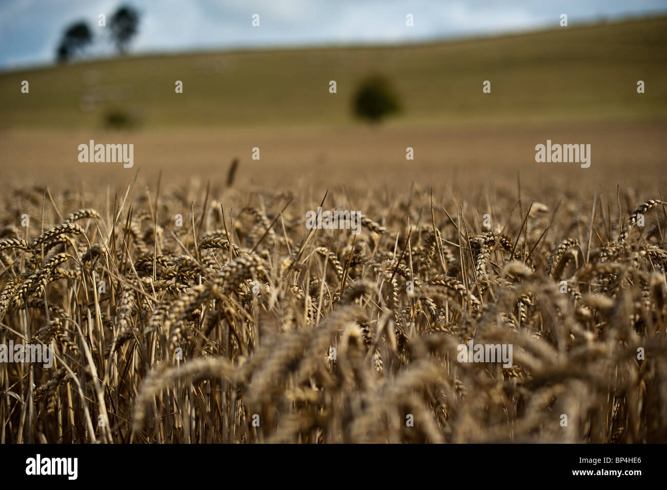 Mature di colture di frumento è pronta per il raccolto in Hampshire Foto Stock