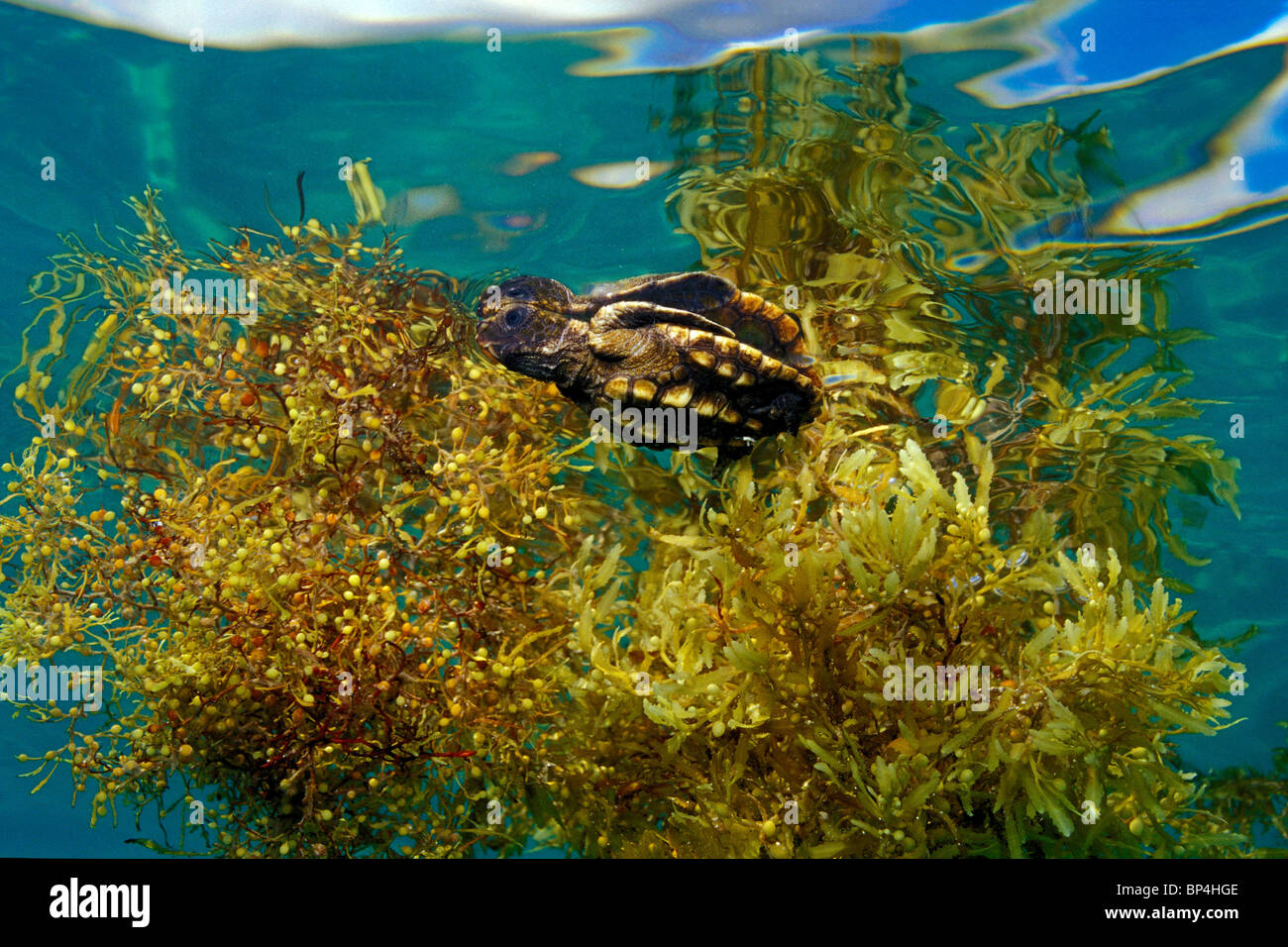 Per tartarughe marine, Caretta caretta, hatchling in Sargassum erbaccia, Florida, Oceano Atlantico Foto Stock