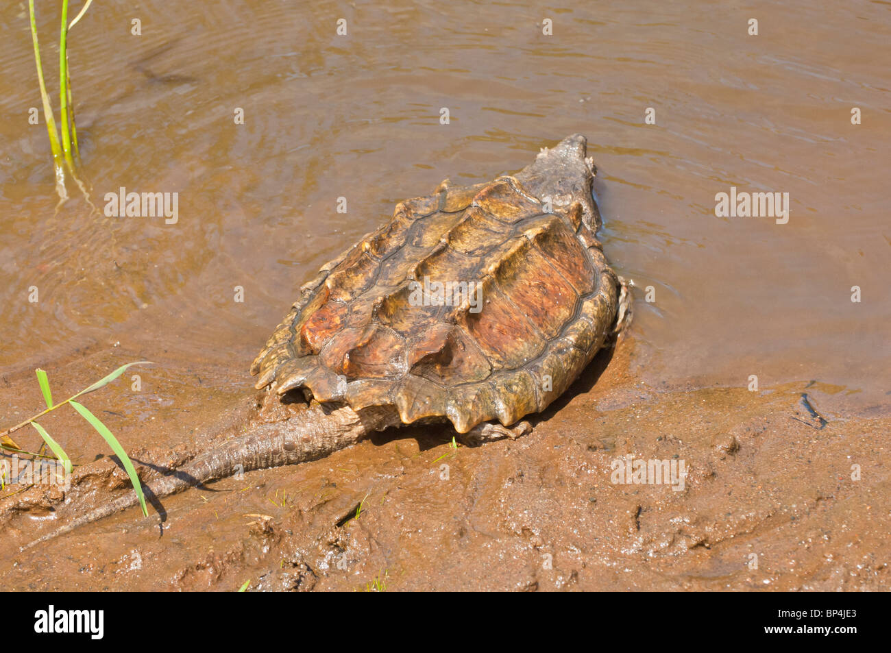 Snapping alligatore tartaruga, Macrochemys temminckii, nativo al sud le acque degli Stati Uniti Foto Stock