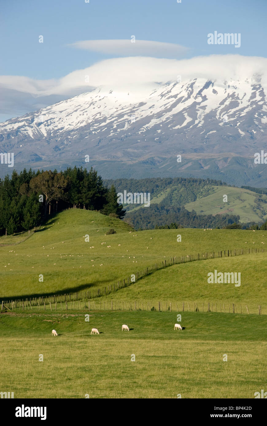 I terreni agricoli e rivestita di neve montagna, Monte Ruapehu, Ohakune, Waimarino, Isola del nord, Nuova Zelanda Foto Stock