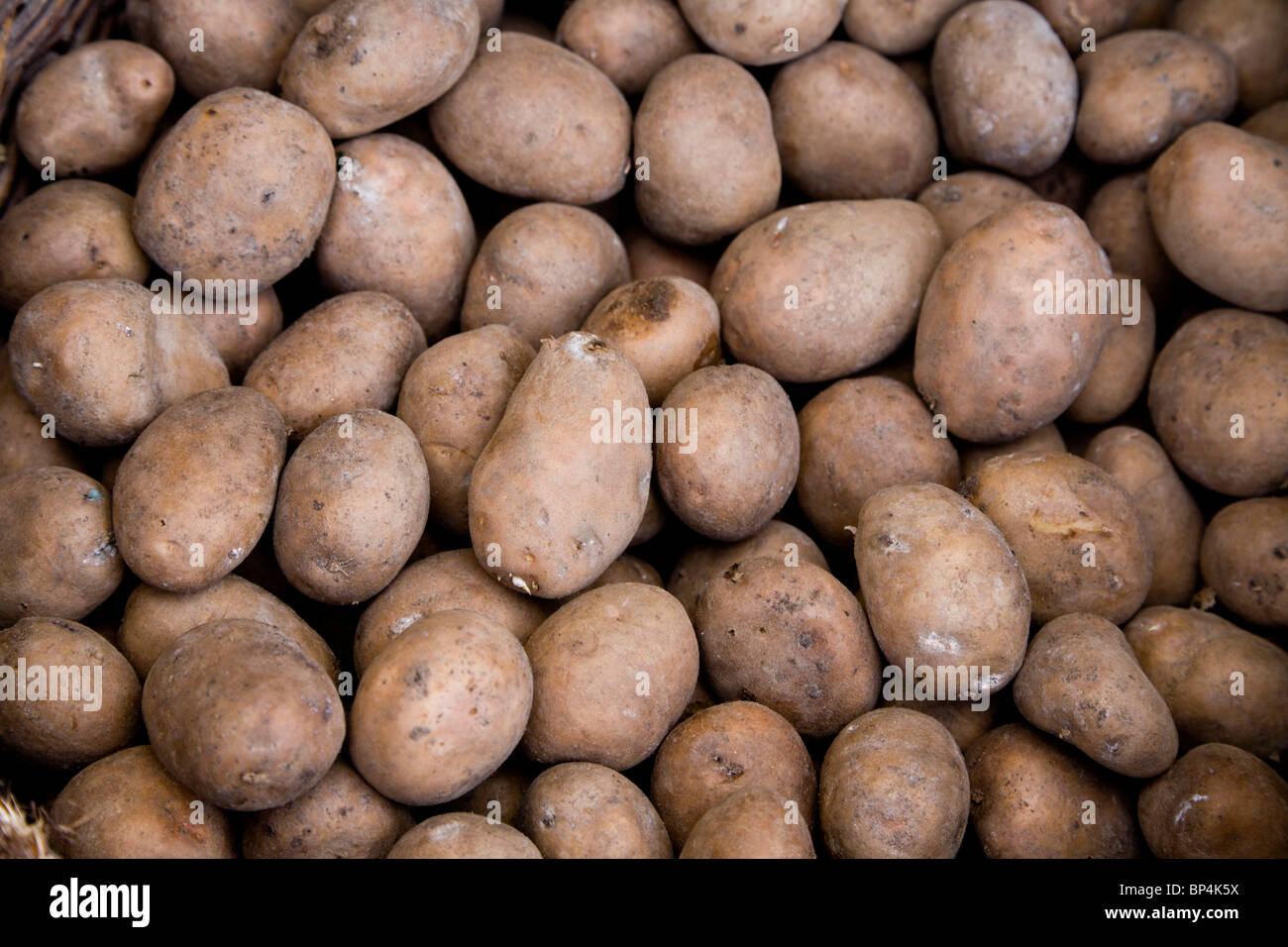 Patate utilizzate per la semina. Gmina Przylek, Zwolen county, Polonia. Foto Stock