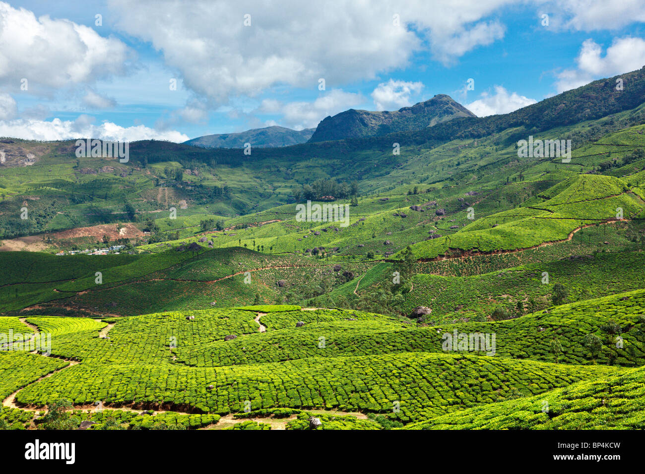 Piantagioni di tè Foto Stock