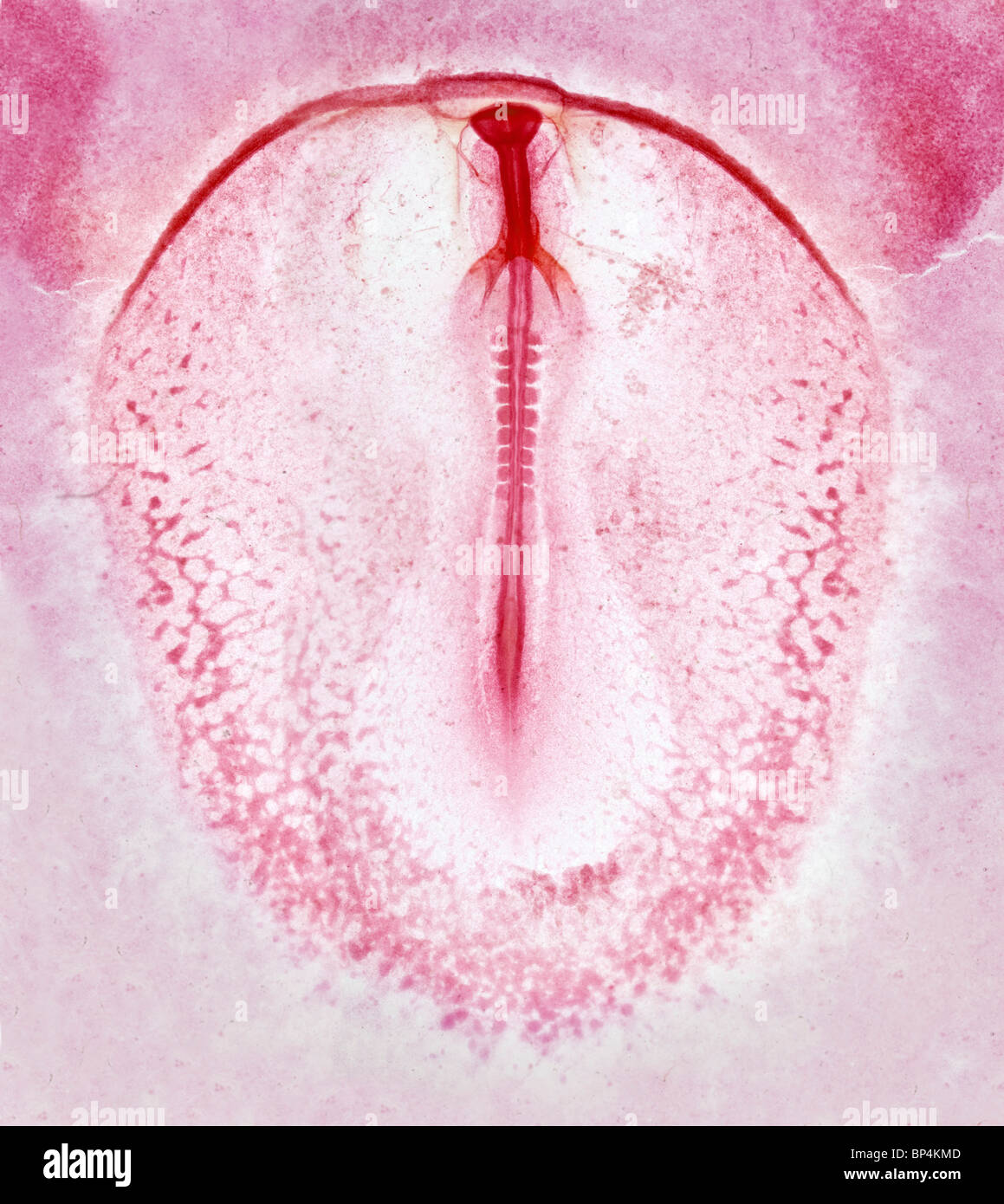 Campo chiaro fotomicrografia, chick sviluppo embrionale 9-12 somiti Foto Stock