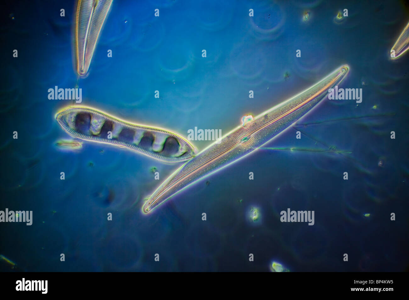 Campo oscuro / contrasto fase fotomicrografia, acqua dolce diatomee, Pleurosigma sp. Foto Stock
