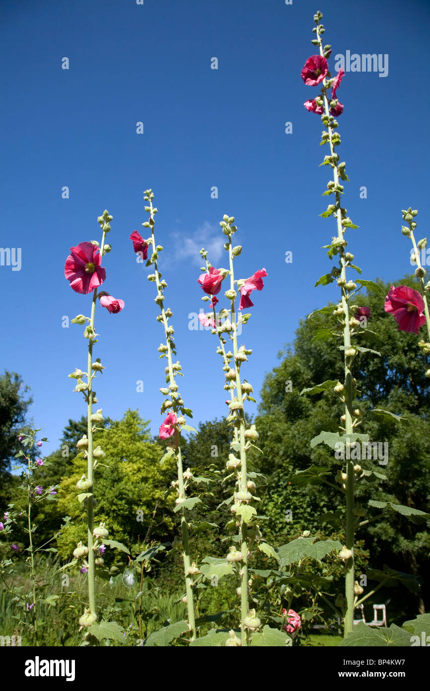 Impianto Hollyhocks alcea rosea fioritura Foto Stock