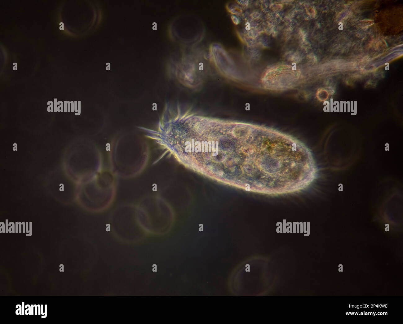 Campo oscuro / contrasto fase microfotografia di una Hypotrich, un nuoto veloce ciliato, in un campione di acqua di stagno Foto Stock