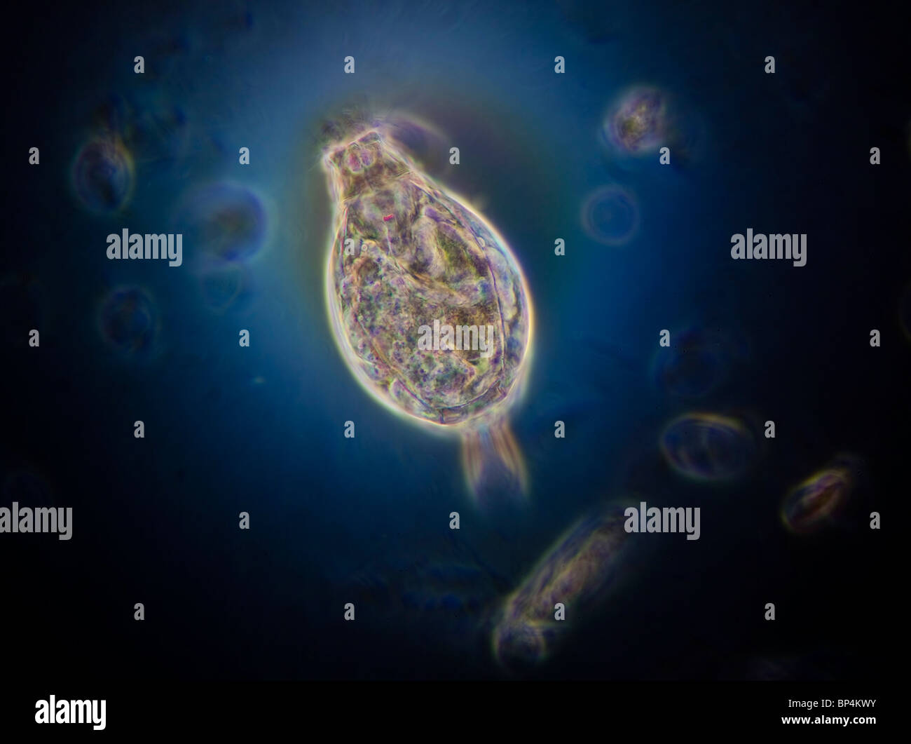 Campo oscuro / contrasto fase fotomicrografia di rotifer Euchlanis dilatata, Foto Stock
