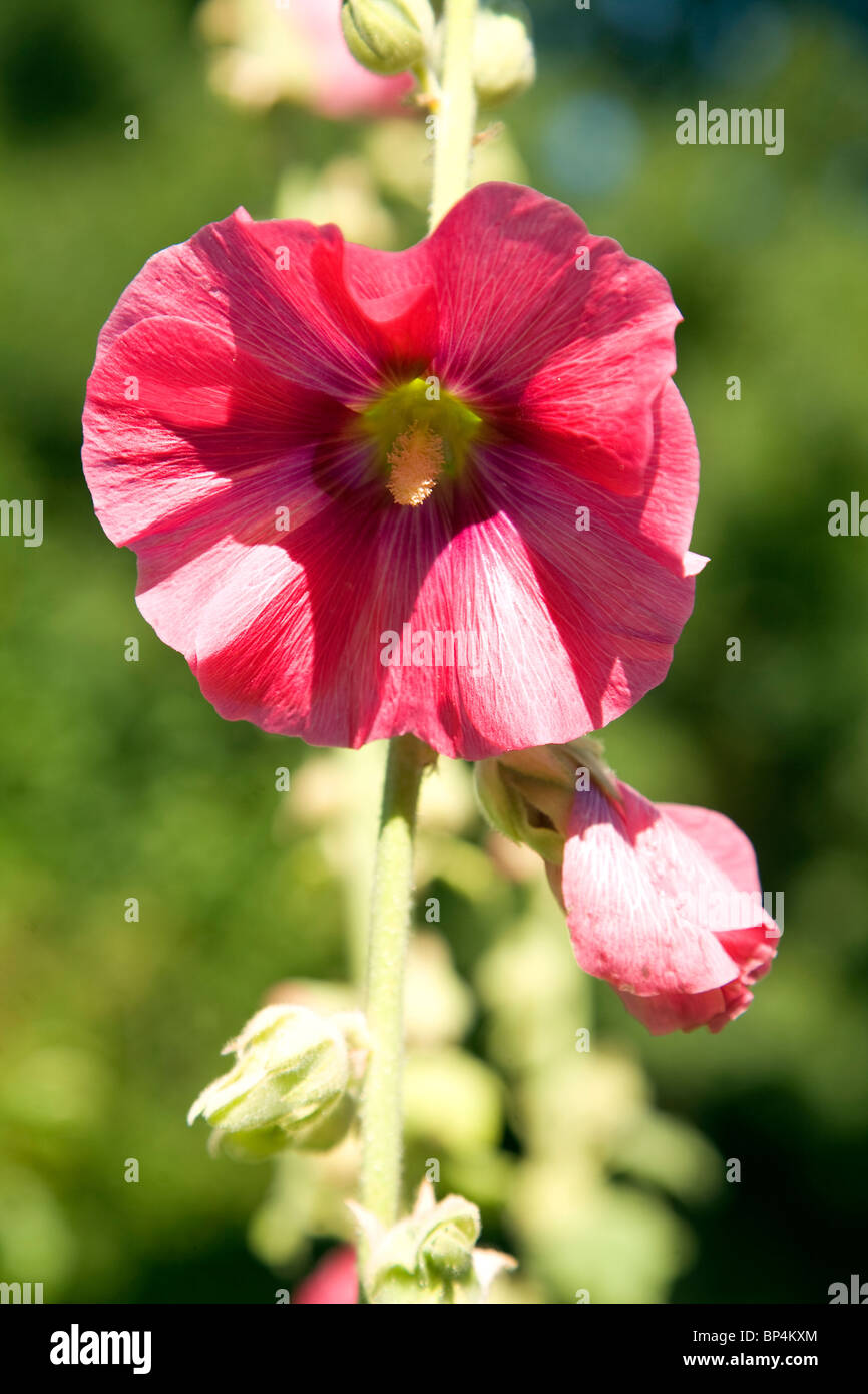 Impianto Hollyhocks alcea rosea fioritura Foto Stock