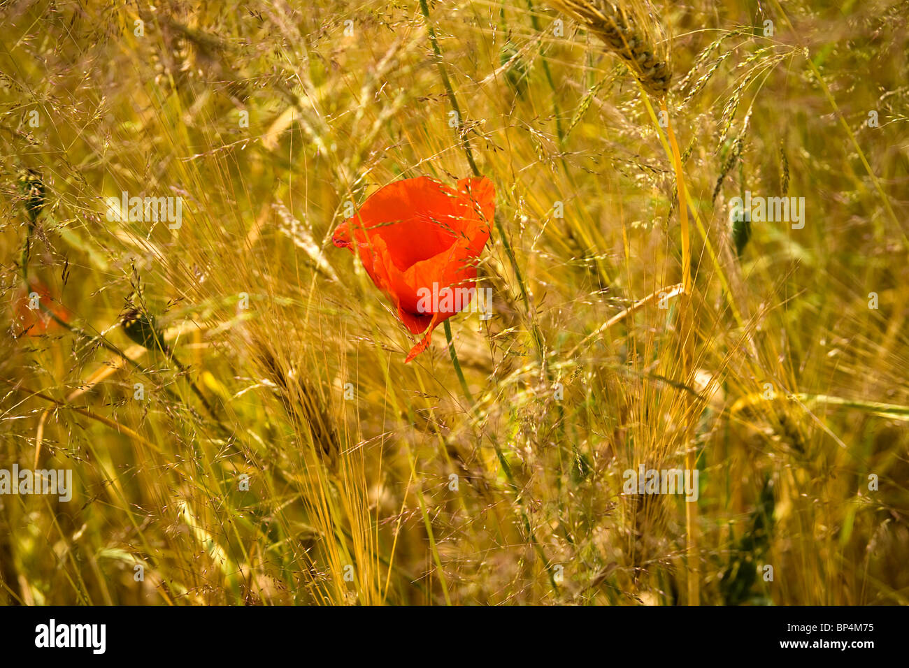 Golden il grano in un campo di fattoria e fiore di papavero closeup sulle orecchie Foto Stock