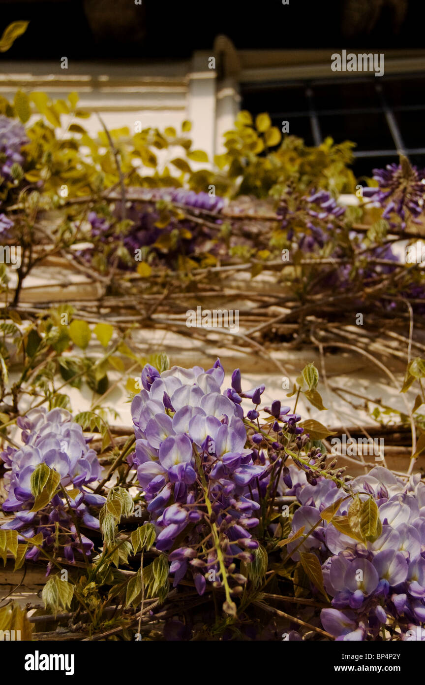 Il Glicine in inglese antico casale Foto Stock