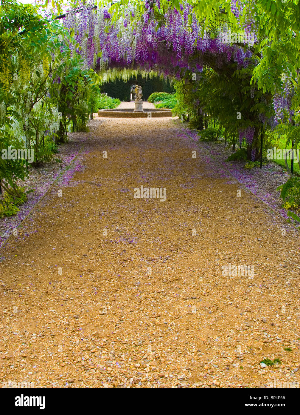 Passerella ad arco della Wisteria coperta da dense fioriture viola Foto Stock