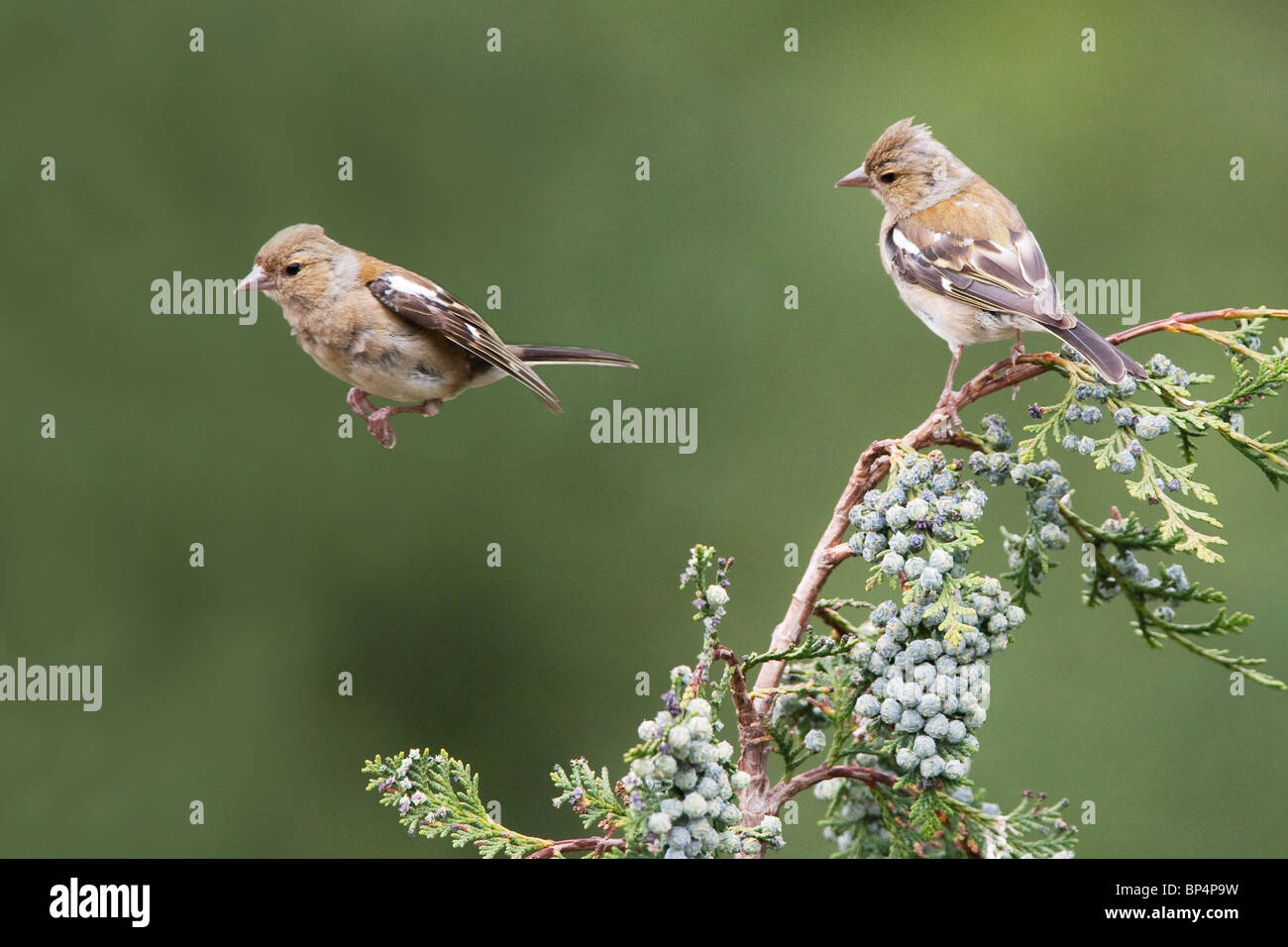Due fringuelli (Fringilla Coelebs) nel West Sussex. Jack fotografia della luna Foto Stock