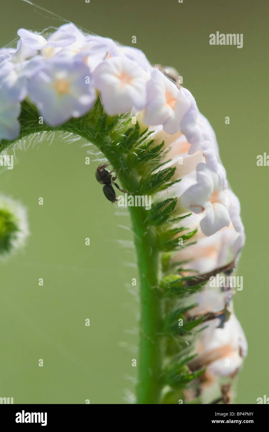 Piccolo,spider,nascondendo,nascondi,caccia,in attesa di preda,l'ombra,fiore,Venere,bloom, Foto Stock