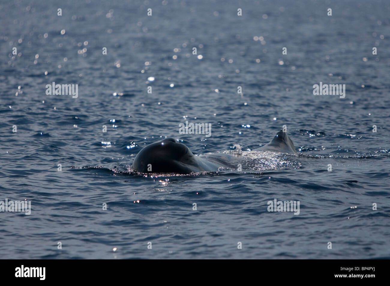 Capodoglio, Cachalote, Pottwal, Physeter macrocephalus, Sri Lanka Sud costa avvicina whale watching barca Foto Stock