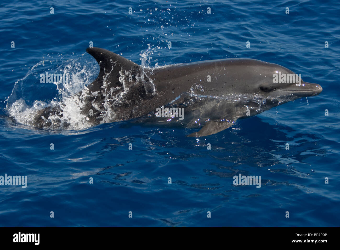 Il tursiope o delfino maggiore, Tursiops truncatus, Großer Tümmler salta in Sri Lanka Costa Sud Foto Stock