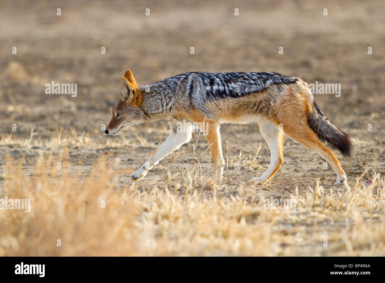 Black backed Jackal, Canis mesomelas scavenging, per il cibo e le pianure africane Foto Stock