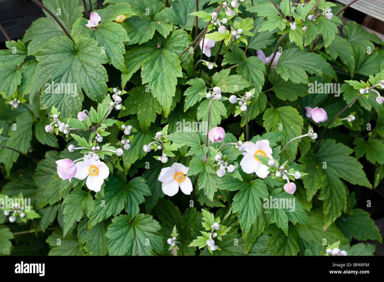 Inquadratura ravvicinata di un grande stabilimento di Anemone Japonica in un giardino Foto Stock