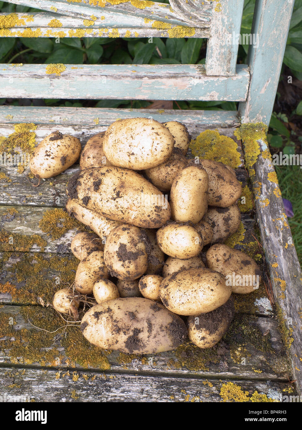 Appena scavato home coltivate patate su un vecchio giardino spiovente sede Foto Stock