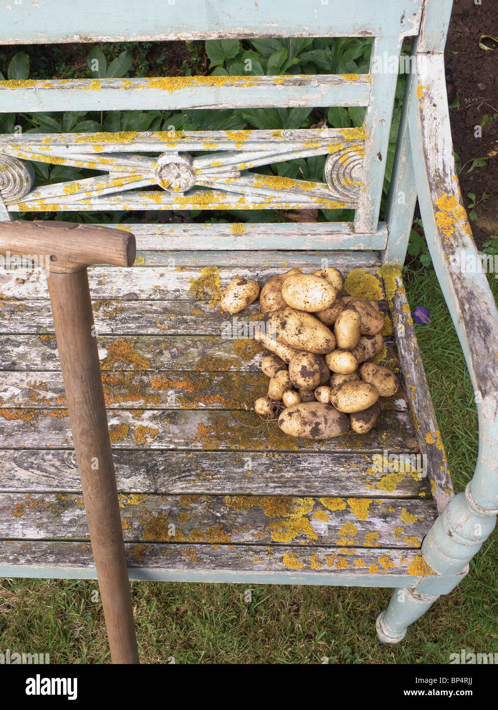 Appena scavato home coltivate patate su un vecchio giardino spiovente sede Foto Stock