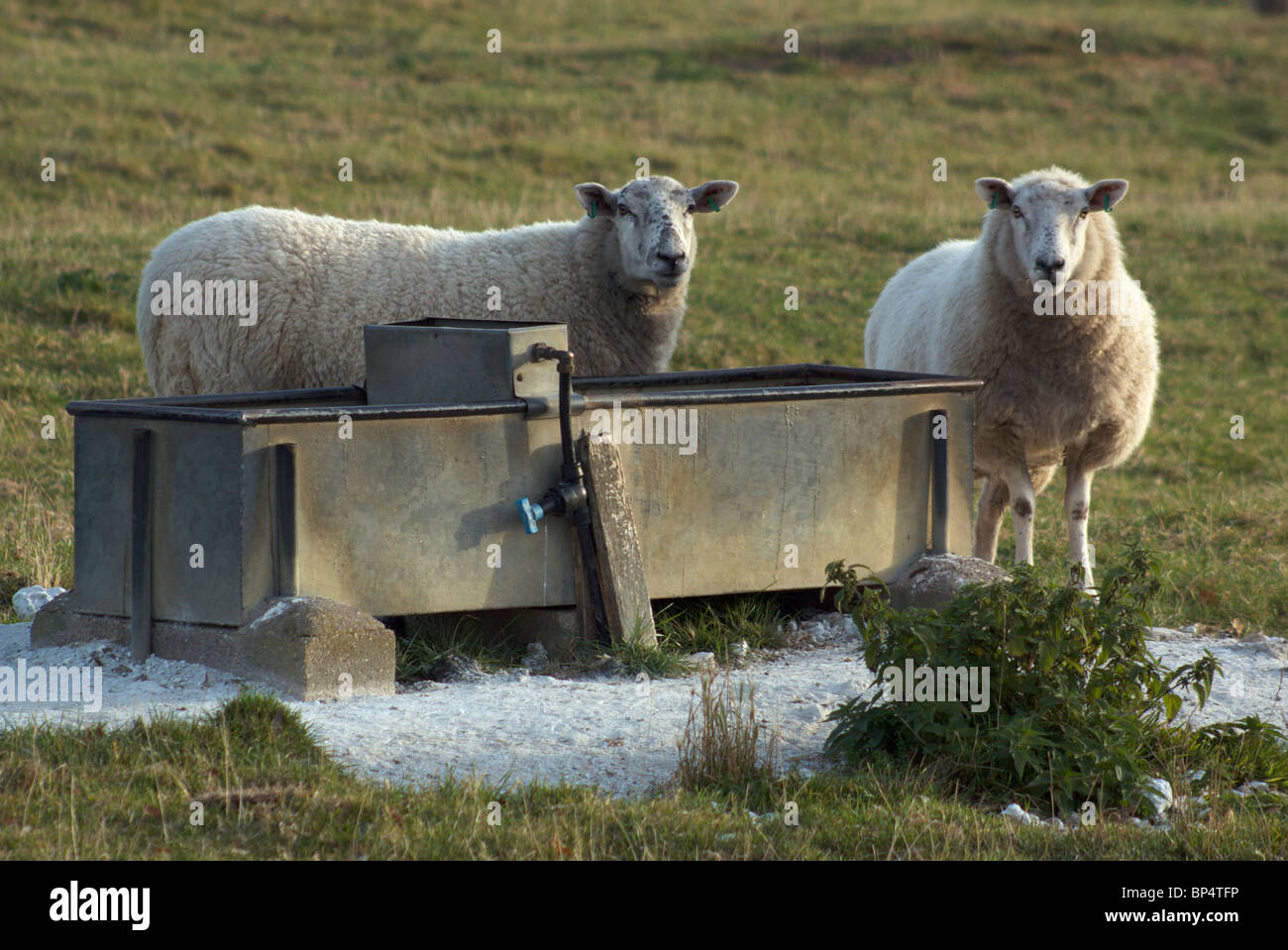 Due pecore guardando la telecamera in corrispondenza di un canale di irrigazione in un campo in Lincolnshire Foto Stock