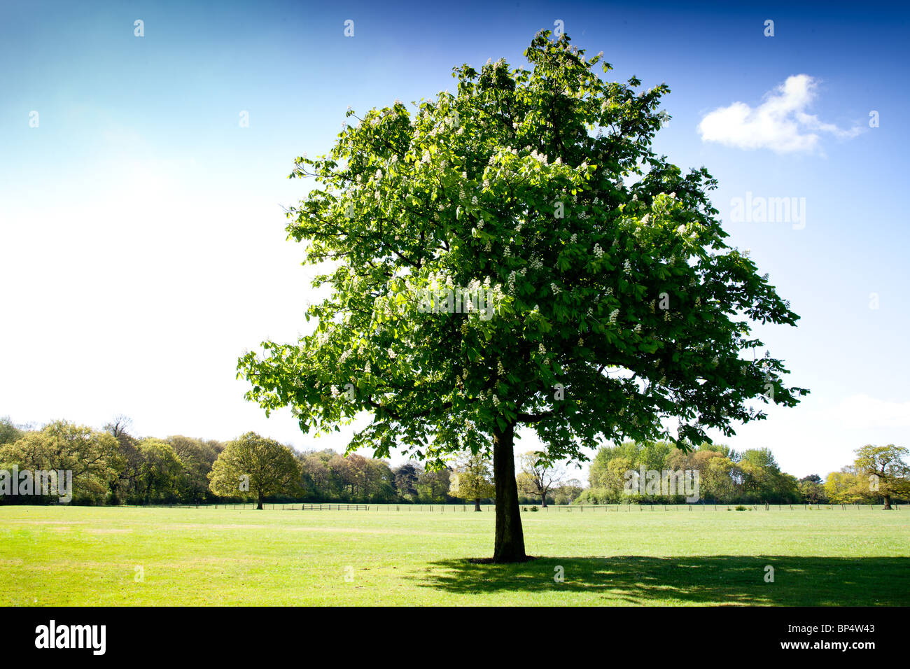 Unico albero a foglie decidue in un parco in una giornata di sole con il cielo azzurro e il cloud computing Foto Stock