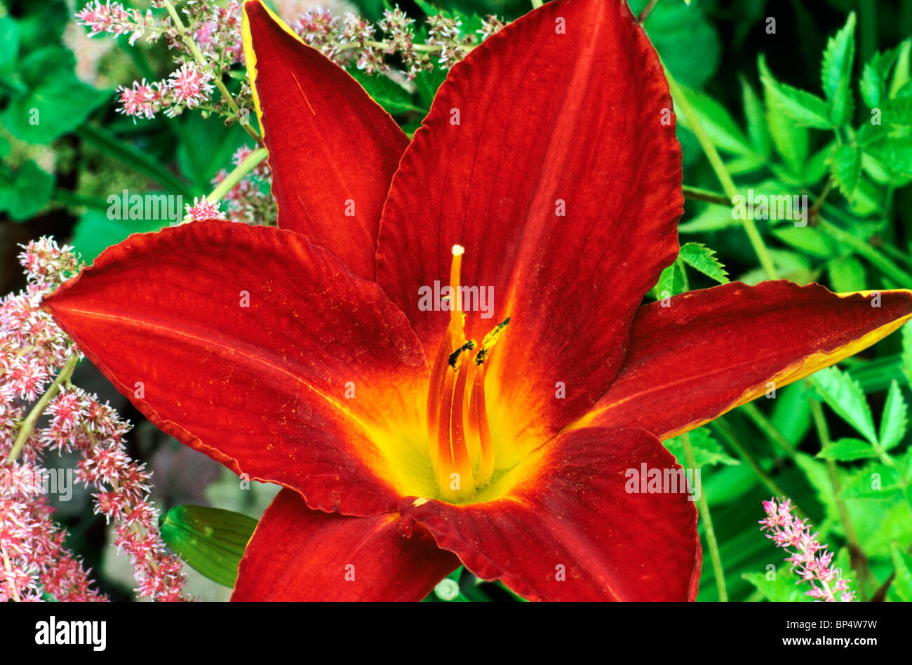 Hemerocallis 'Chicago Fire' giorno gigli giglio rosso scarlatto cremisi fiore fiori del giardino di piante vegetali Foto Stock