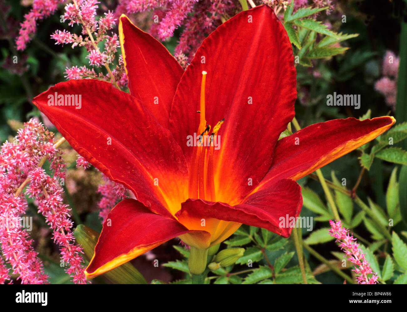 Hemerocallis 'Chicago Fire' giorno gigli giglio rosso scarlatto cremisi fiore fiori del giardino di piante vegetali Foto Stock
