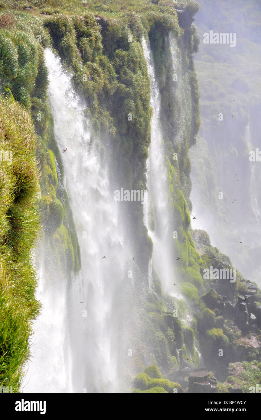 Cade accanto alla gola del diavolo, Iguassu o Iguazu Falls National Park, Argentina Foto Stock