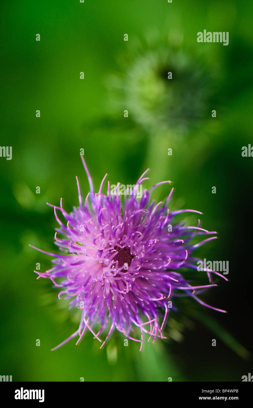 Impianto con lampadina viola. Foto Stock