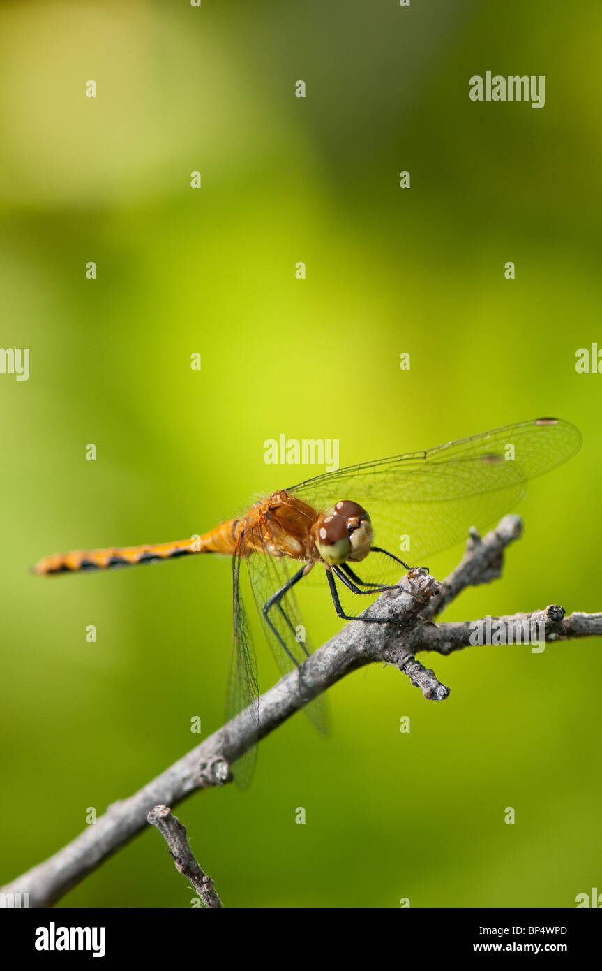 Le libellule sono un tipo di insetto appartenente all'ordine odonati, sottordine Epiprocta o la infraorder Anisoptera. Foto Stock