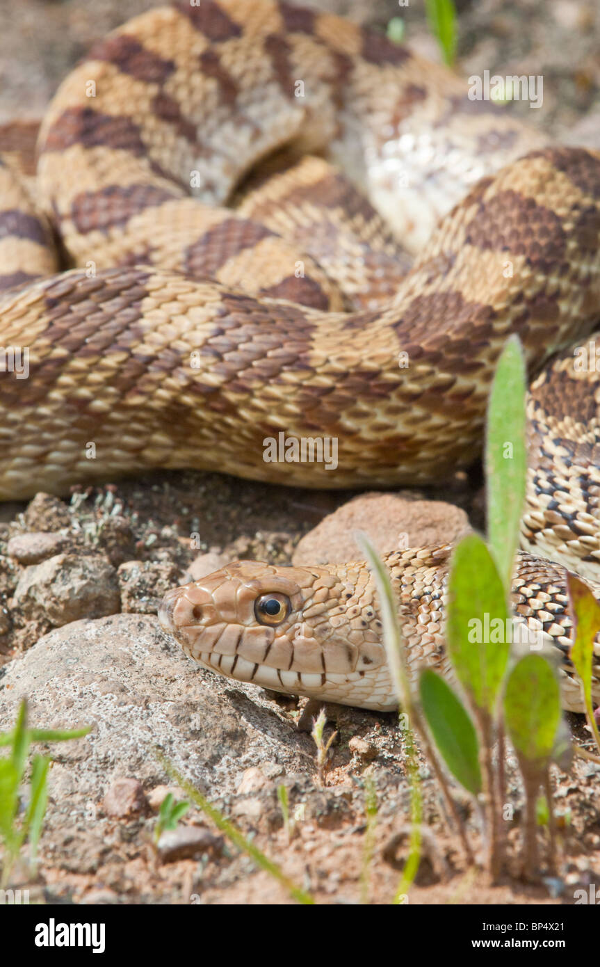 Texas bull snake, Pituophis sayi catinefer, nativo al sud, sud-est e ovest degli Stati Uniti Foto Stock