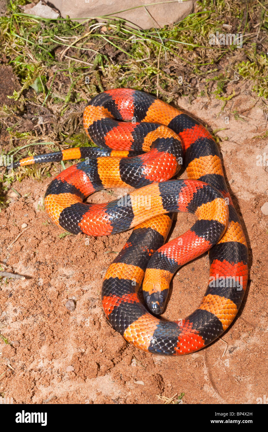 Pueblan (Campbell's) latte serpente Lampropeltis triangulum campbelli, nativo a sud di Puebla, orientale Morelos, nord di Oaxaca Foto Stock