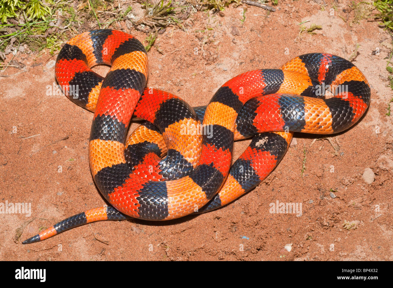 Pueblan (Campbell's) latte serpente Lampropeltis triangulum campbelli, nativo a sud di Puebla, orientale Morelos, nord di Oaxaca Foto Stock