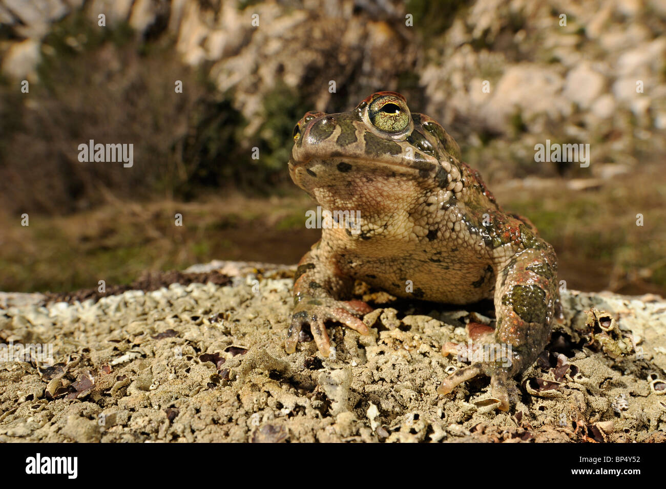 Il rospo verde o variegato toad (Bufo viridis, Bufo balearicus), in pietra con i licheni, Italia Sardegna Foto Stock