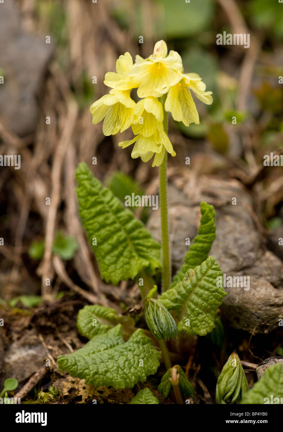 Oxlip, Primula elatior in pascolo alpino, Alpi Svizzere Foto Stock