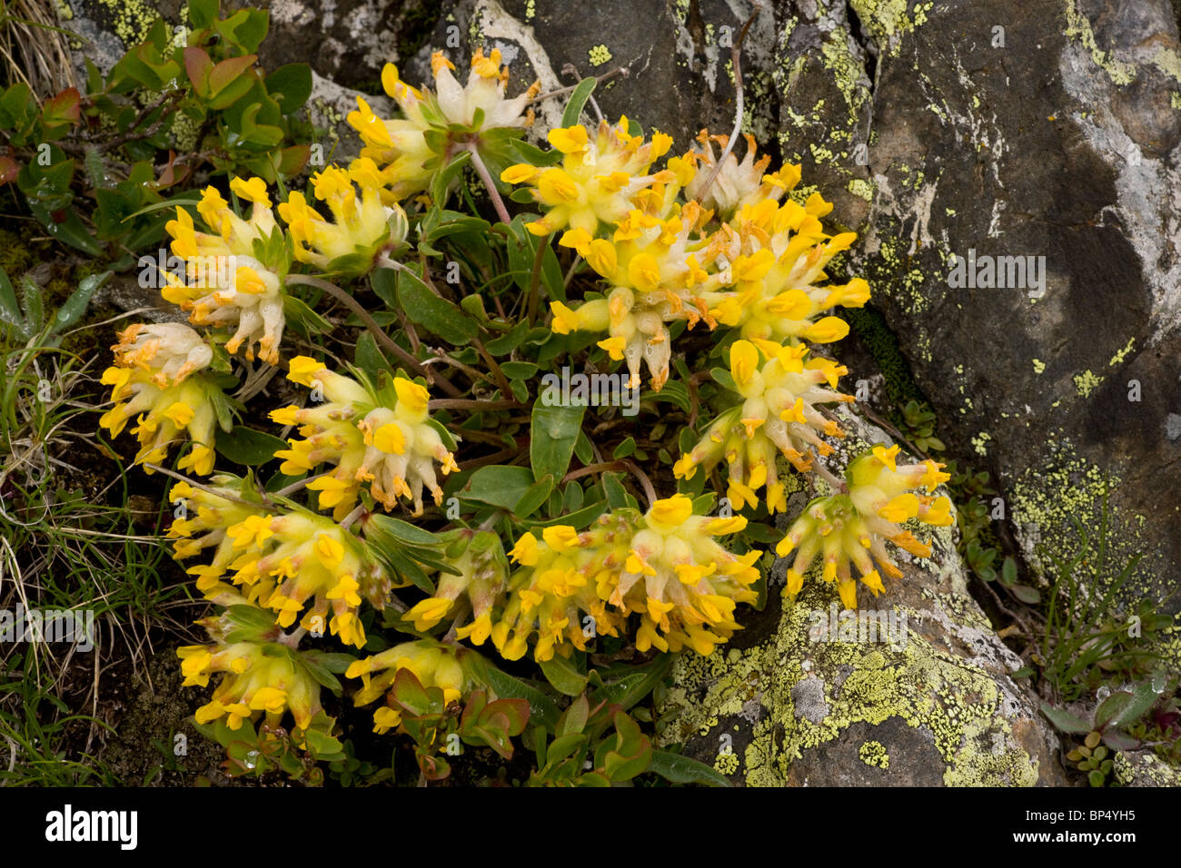 Un modulo alpino di rene veccia Anthyllis vulneraria ssp. carpatica; Alpi Svizzere. Foto Stock