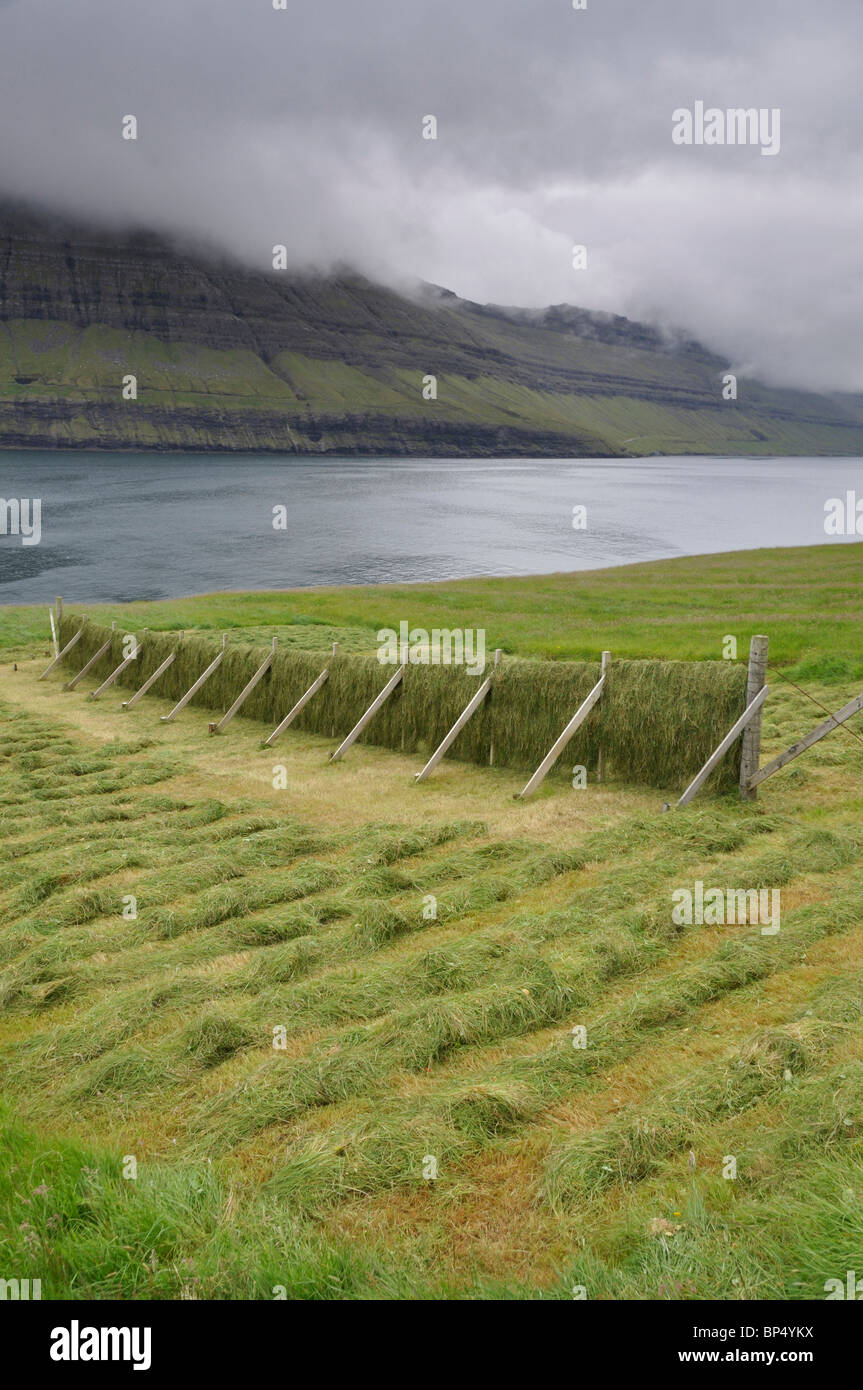 Raccolta erba dei prati, Múli, Borðoy, Isole Faerøer Foto Stock