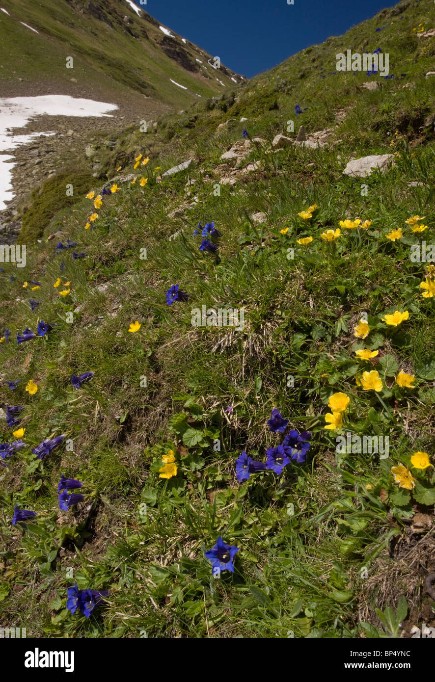 Masse di fiori alpini (compresi avens alpino, tromba genziana) a circa 2000m. a Livigno Pass, alta Engadina, Foto Stock