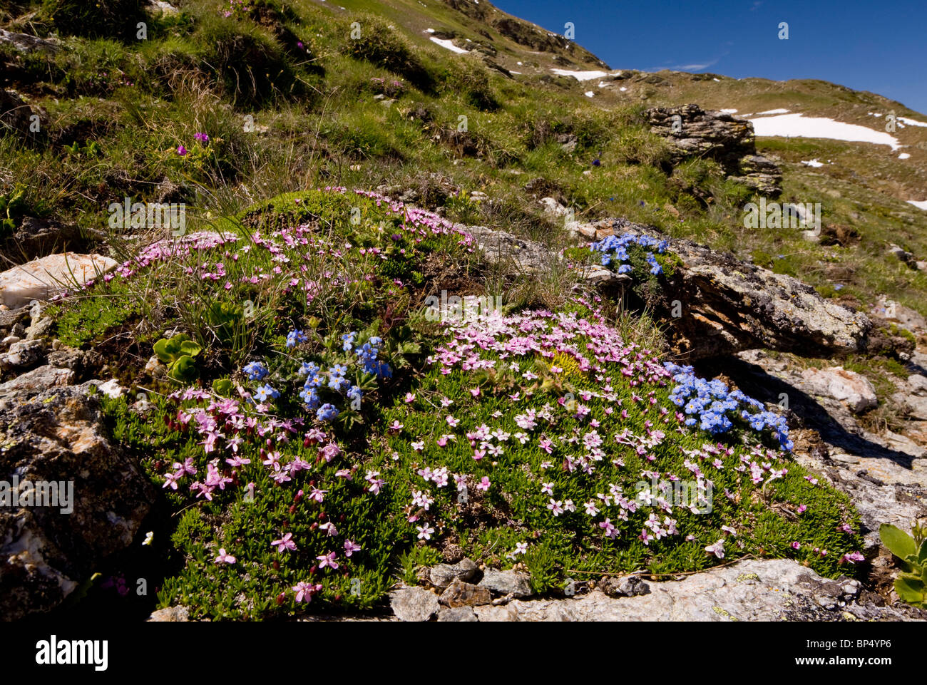 Masse di fiori alpini (tra cui il re-di-il-Alpi e Moss Campion) a circa 2000m. a Livigno Pass, Alta Engadina Foto Stock