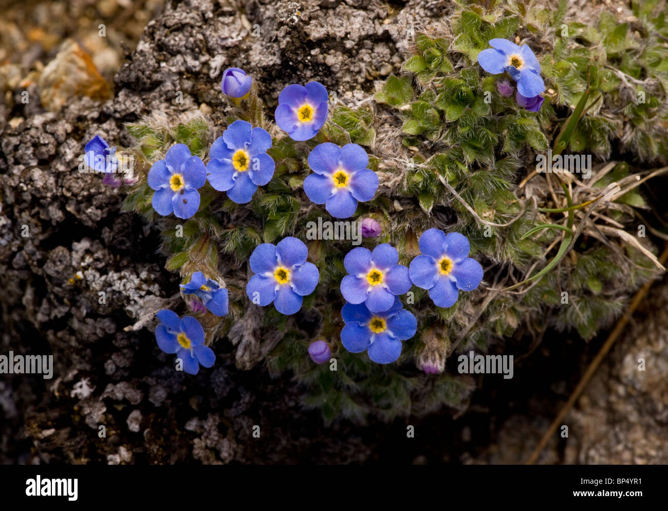 Re-di-il-Alpi, Eritrichium nanum - bella dwarf alpine ad alta altitudine impianto cuscino, a 2900 m, alta Engadina, Svizzera. Foto Stock