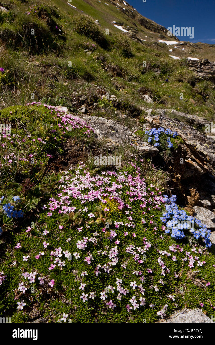 Re-di-il-Alpi, Eritrichium nanum e Moss Campion Silene acaulis su Livigno Pass, Svizzera. Foto Stock