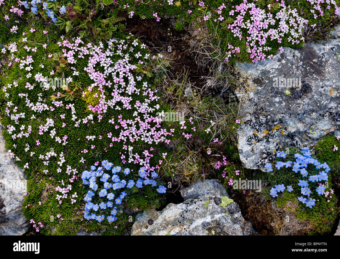 Re-di-il-Alpi, Eritrichium nanum e Moss Campion Silene acaulis su Livigno Pass, Svizzera. Foto Stock