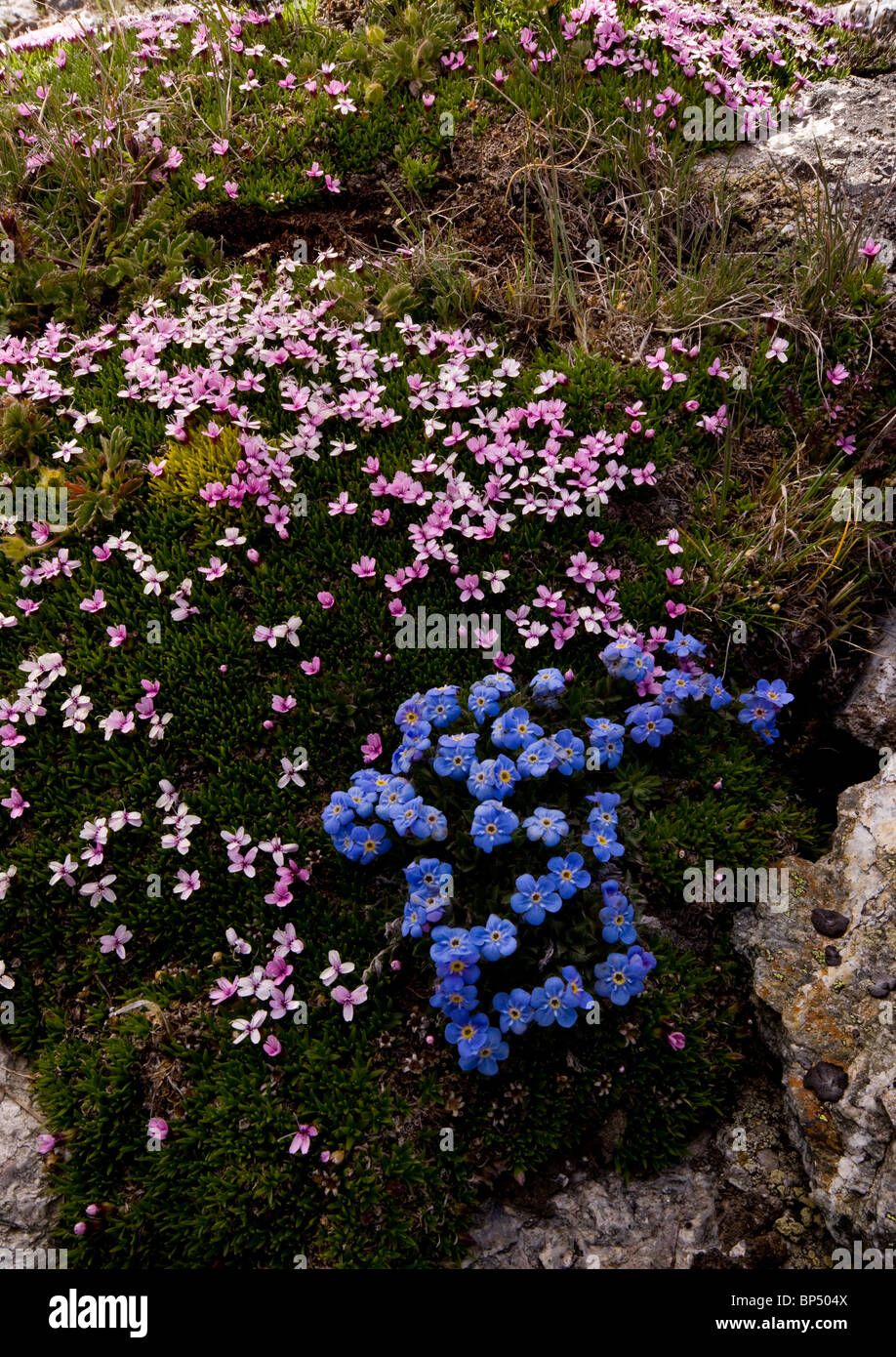 Re-di-il-Alpi, Eritrichium nanum e Moss Campion Silene acaulis su Livigno Pass, Svizzera. Foto Stock