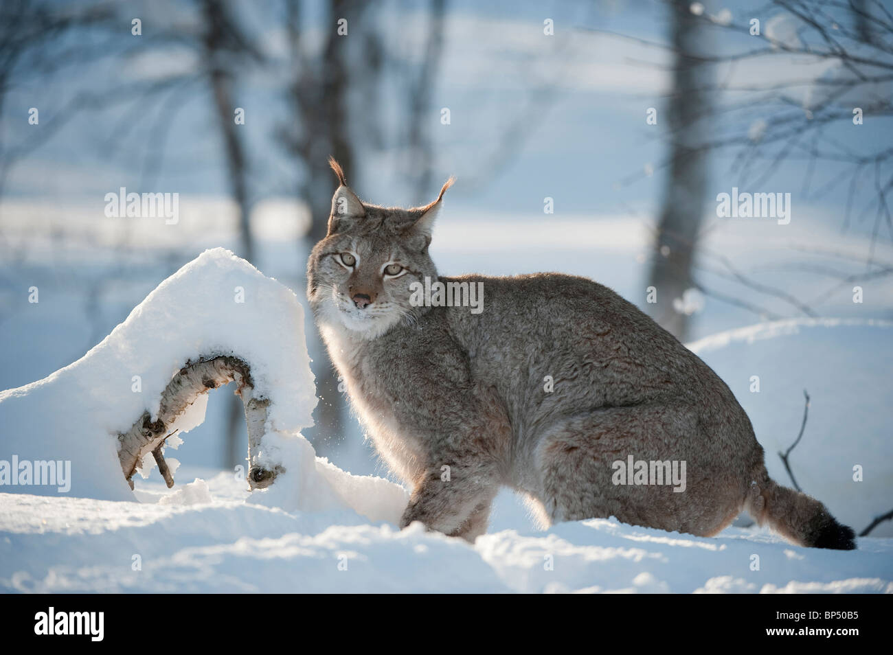 Lince europea (Felis lynx, Lynx lynx). Scandinanvian gara. Maschio nella neve in inverno (prese in condizioni controllate). Foto Stock