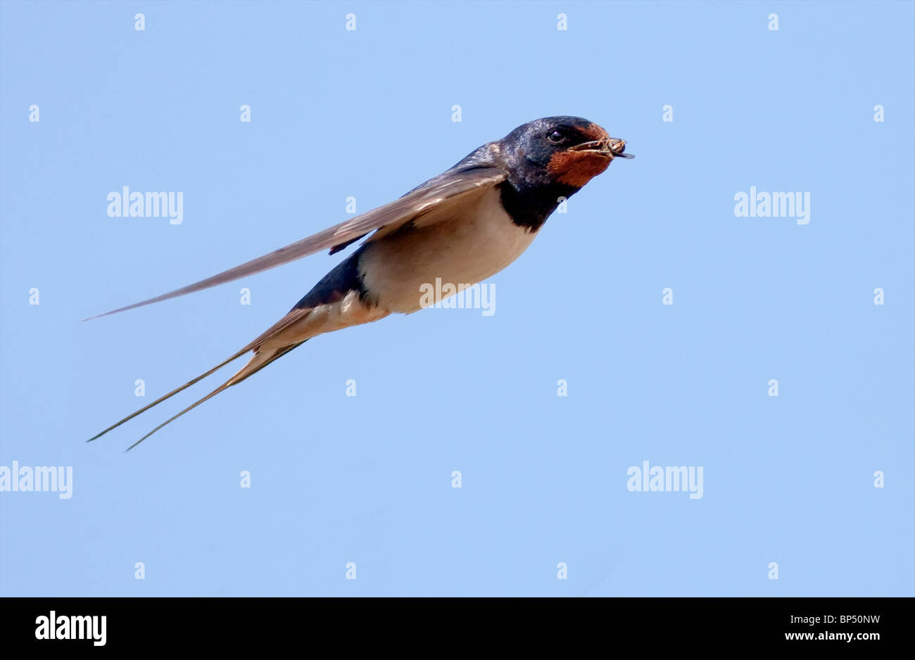 Barn Swallow Rondine europea in volo da vicino Foto Stock